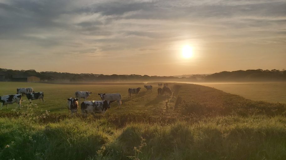 Your neighbours Cattle